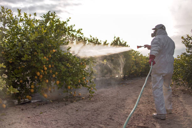 Best Mosquito Control Services  in Morton, IL