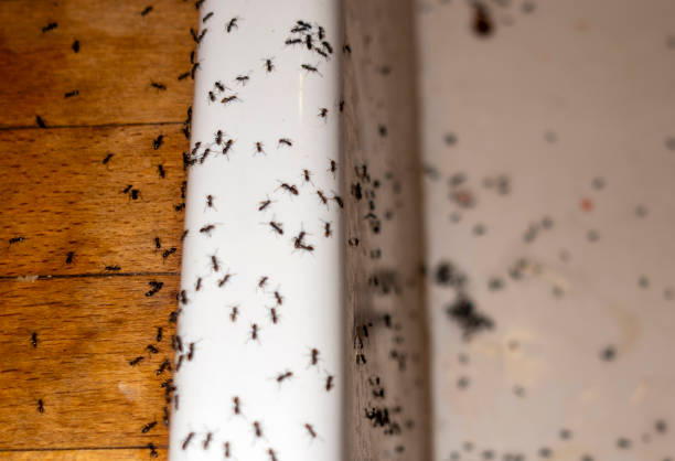 Best Emergency Pest Control  in Morton, IL