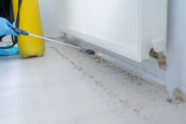 Best Termite Control Services  in Morton, IL